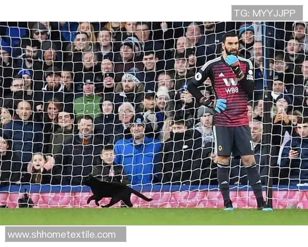 黑猫足球明星观看指南及相关平台推荐详细介绍